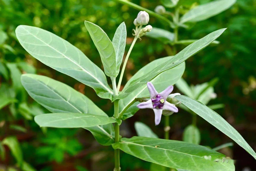 这植物名是认真的吗_牛角