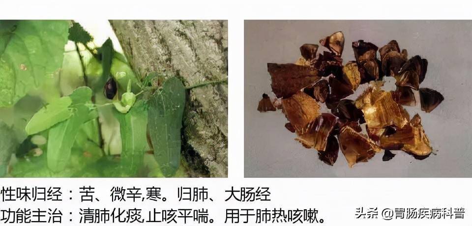 白果别名:鸭脚子,灵眼,佛指柑百步别名:嗽药,百条根,山百根,药虱药桑