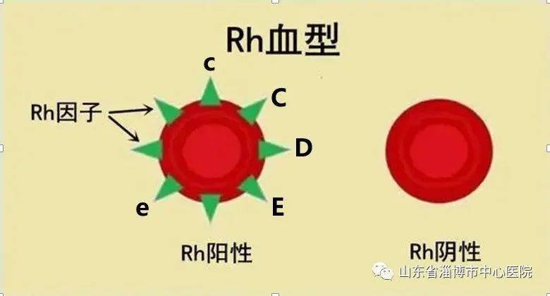 淄博市中心医院输血科:在全市开展rh血型相容性输注,精准输血助力医疗
