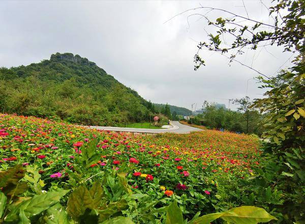 百里杜鹃:彝山花谷景区进入盛花期 中秋国庆赏花正当时