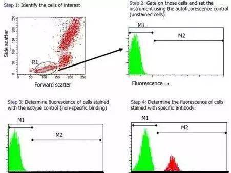 流式细胞术操作重点,一定要看!