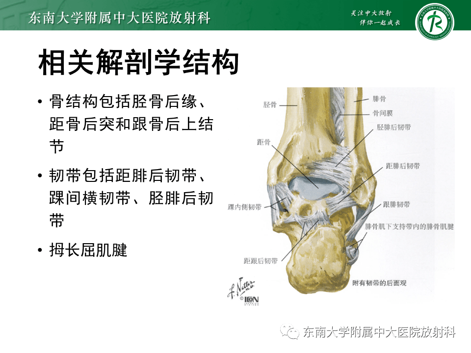 09.16 肌骨系统疾病——踝关节