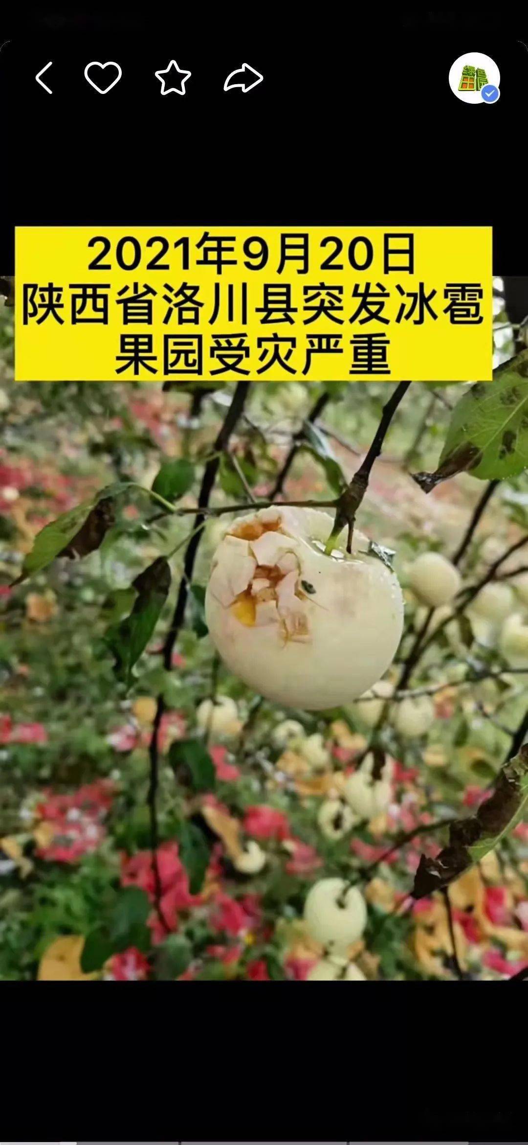 冰雹灾害频发陕西洛川富县等地也遭遇冰雹袭击正摘袋的果园损失惨重