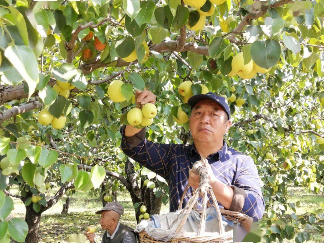 原平市同川人摘梨忙