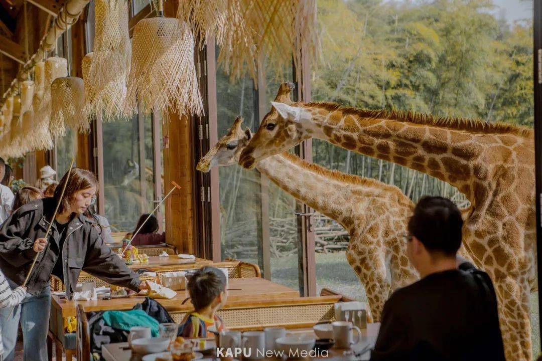 非洲肯尼亚长颈鹿庄园giraffe manor,靠着令人着迷的沉浸式互动体验