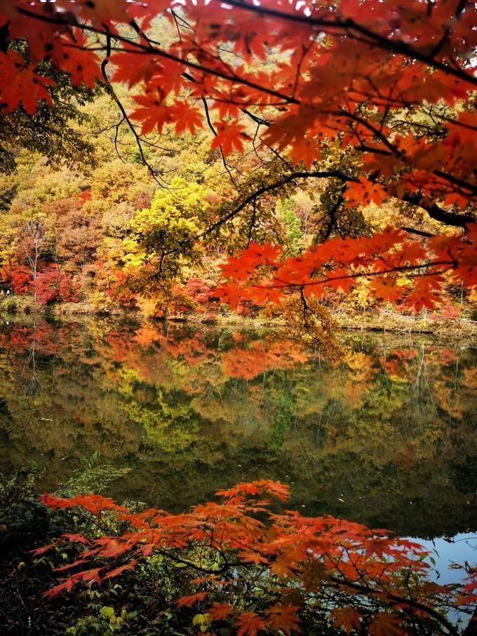 辽宁本溪中国枫叶之都红叶醉秋色来一场绝美的追枫旅行吧
