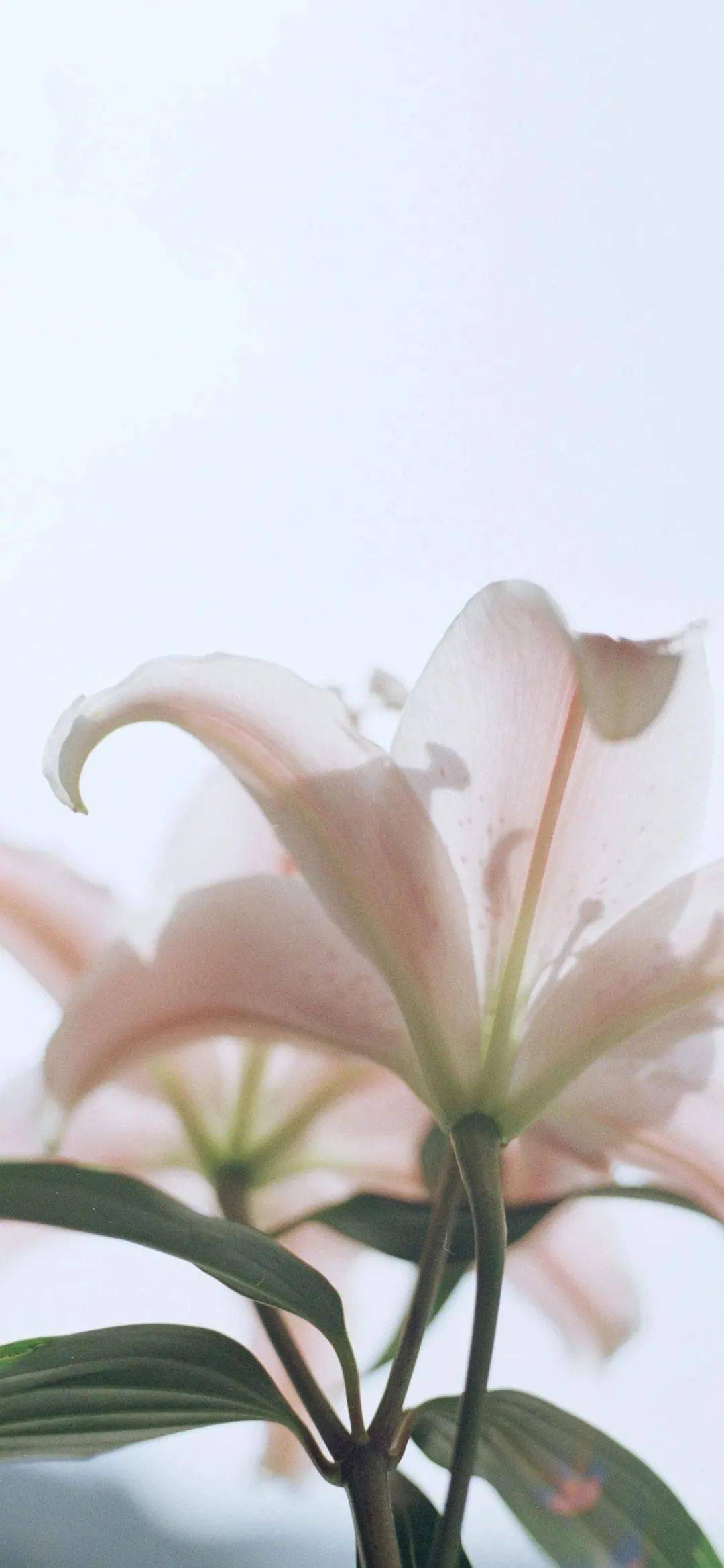 个性超赞全面屏壁纸