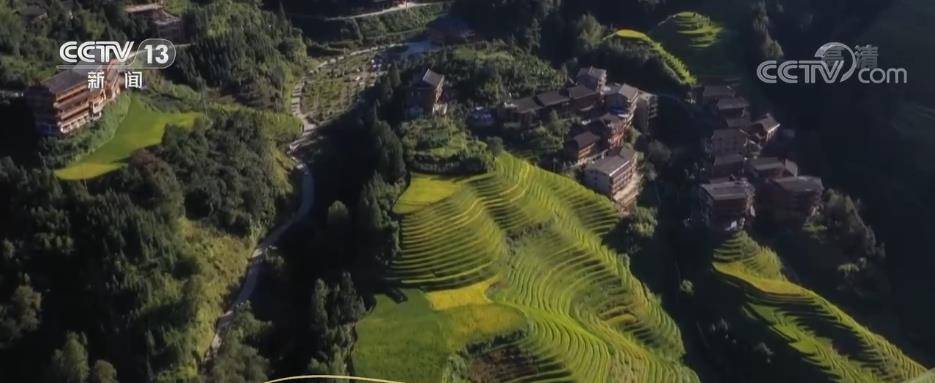 大寨村|走进乡村看小康 | 广西龙胜大寨村：龙脊梯田稻金黄 赏景丰收两不误