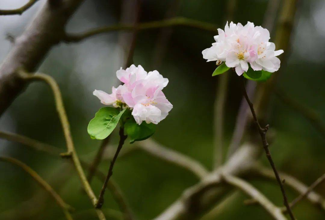 桂花|已热懵？这里的桃花9月绽放……桃花：突然就想开了！