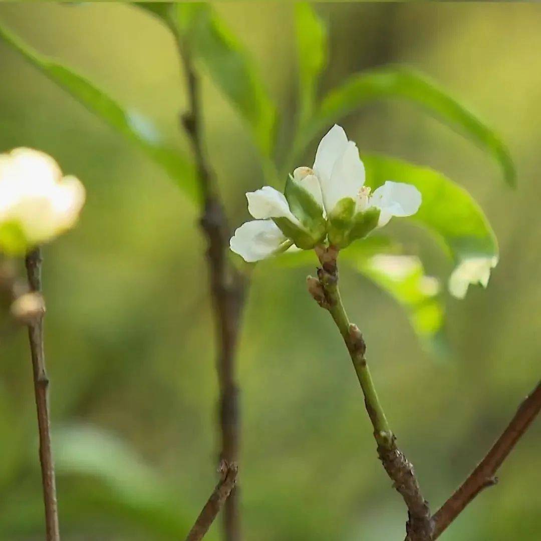 桂花|已热懵？这里的桃花9月绽放……桃花：突然就想开了！