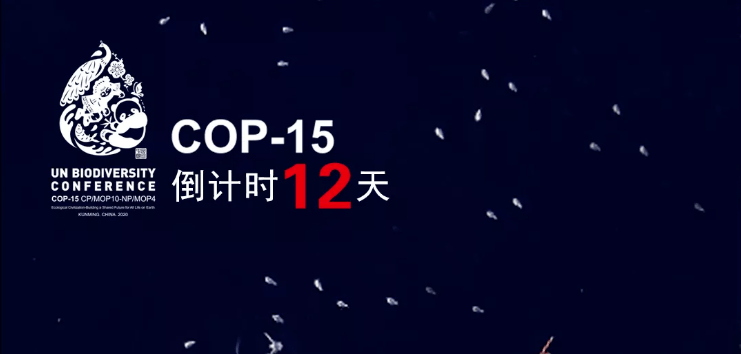 相约cop15cop15主题曲及mv和光同春大美发布