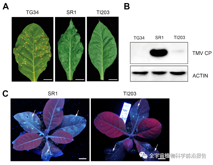 华中农大在植物抵御烟草花叶病毒产生无症状表型的遗传和分子机制研究