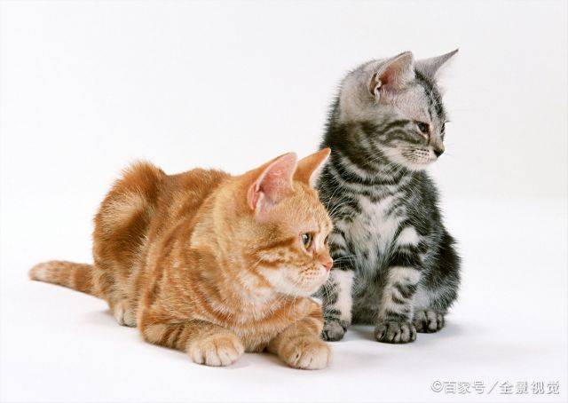什么性格独立的狸花猫，一旦它认定主人，宁死都不愿意更换