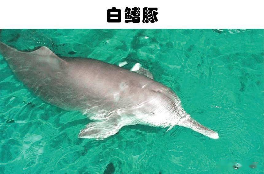 被认为,现在还存活在地球上的5种非常古老的动物_白鳍豚