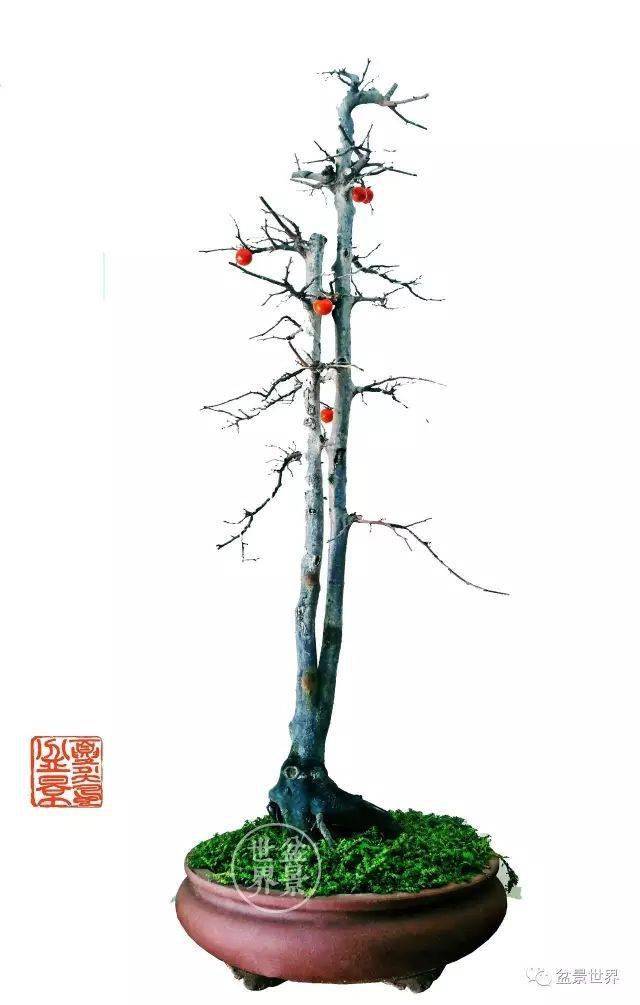 树高76cm)▲美国休斯敦蔡和兴作品(榔榆)▲大良盆景协会选送的素仁