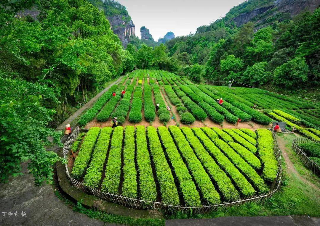 茶树品种多样 大红袍,水仙,肉桂 图源:武夷山 诸