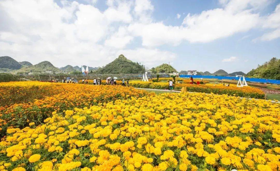 毕节这片花海也太美了吧~国庆期间无数人前往打卡!