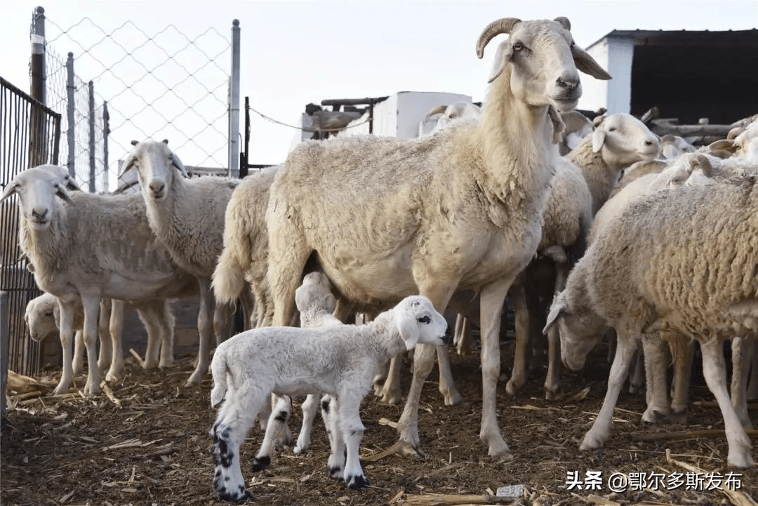 更为村集体经济插上了增收的"翅膀"