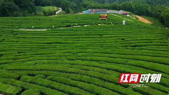 安化县冷市镇水龙茶园.