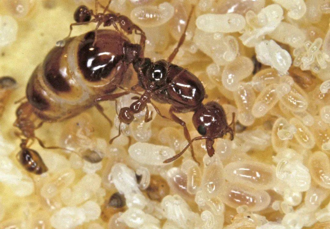 繁殖力强:红火蚁繁殖能力很强,从产卵到成虫也就是一个月左右,蚁后