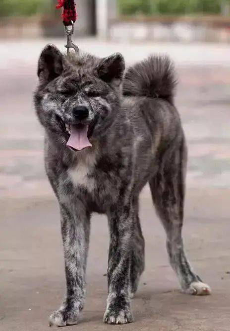 东北猎犬黑龙江靳东主演的《鬼吹灯之精绝古城》里出现的就是蒙古细犬