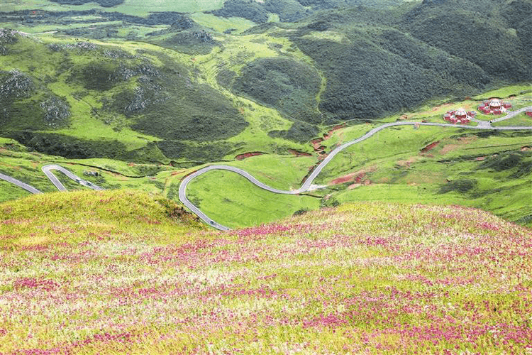 赫章县阿西里西韭菜坪景区内的韭菜花盛开.图为美丽的紫色花海.