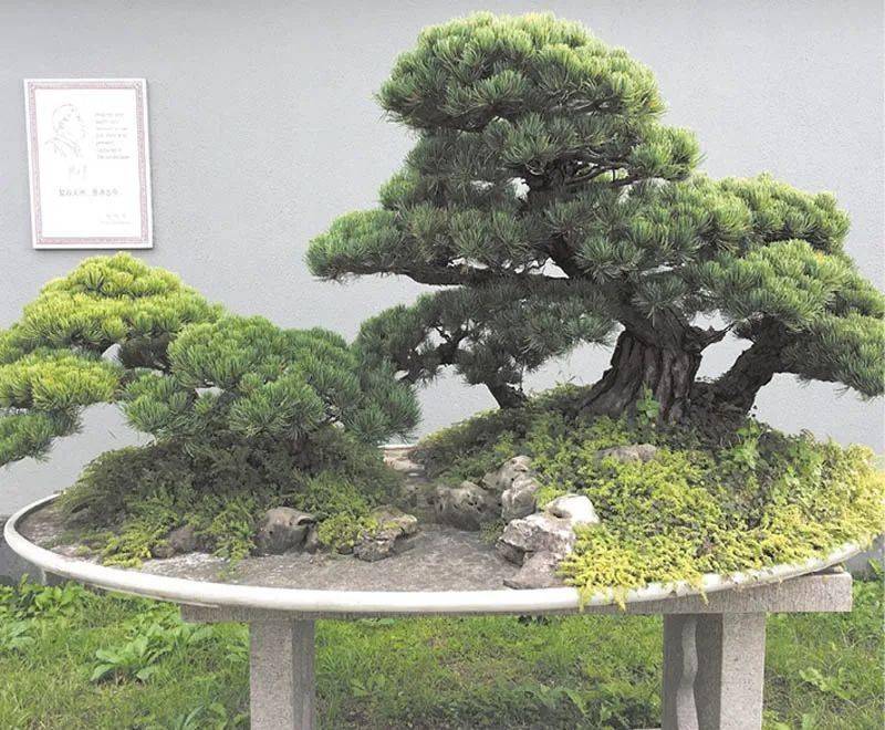 3.罗汉松