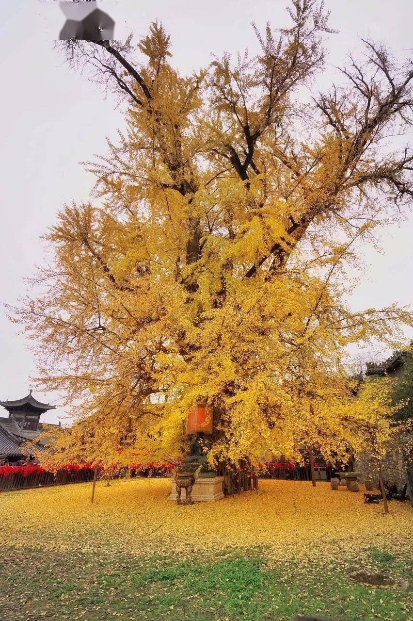 说着它的繁华如梦 在西安古刹里 一颗千年银杏树 傲然屹立 风雨过后