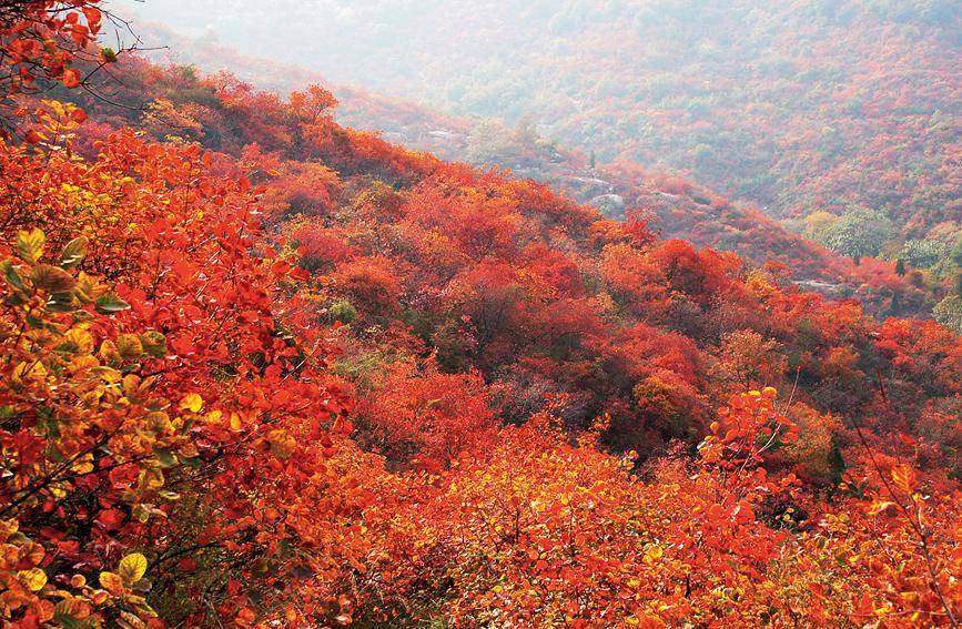 远山|河南巩义长寿山：漫山红遍 层林尽染秋意浓