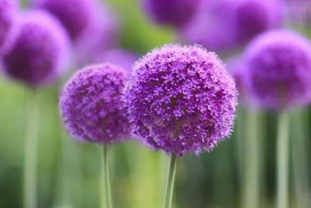 20种·高贵典雅的蓝紫色系植物_中国