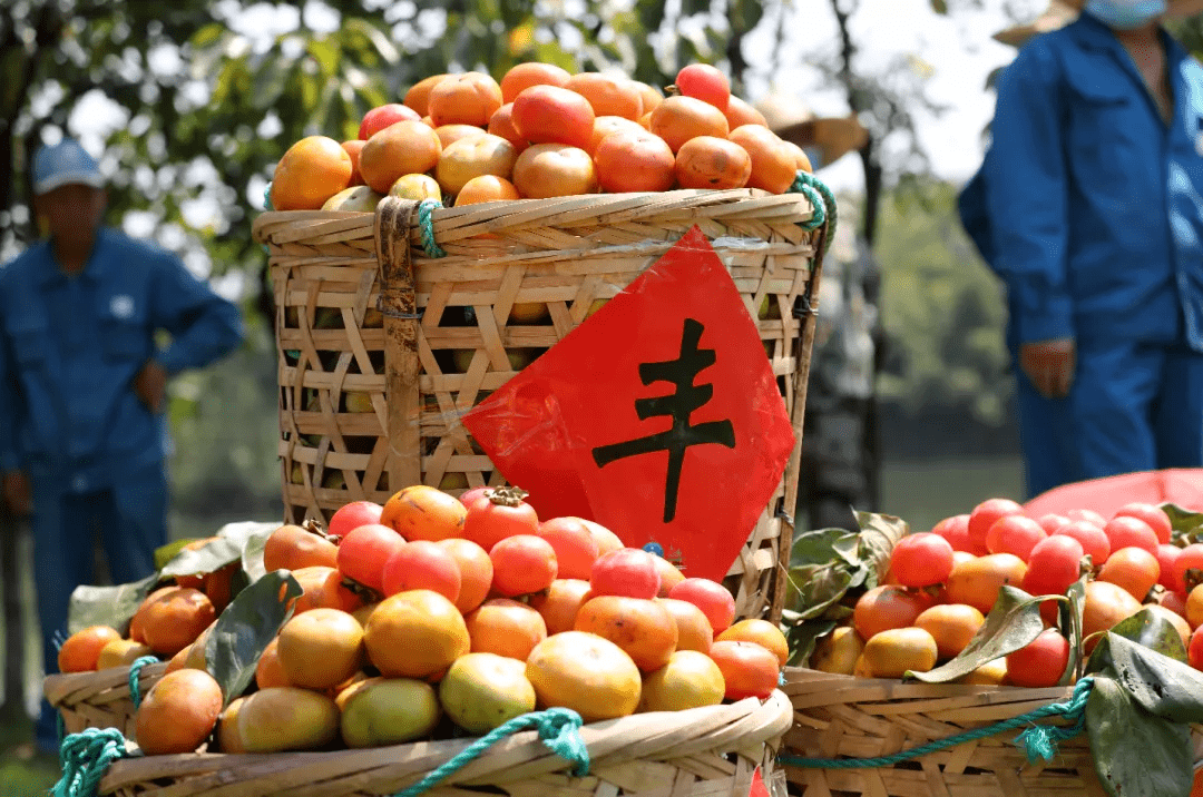 游玩tips@西溪湿地官方微信公众号 今年西溪湿地7000余棵柿子树