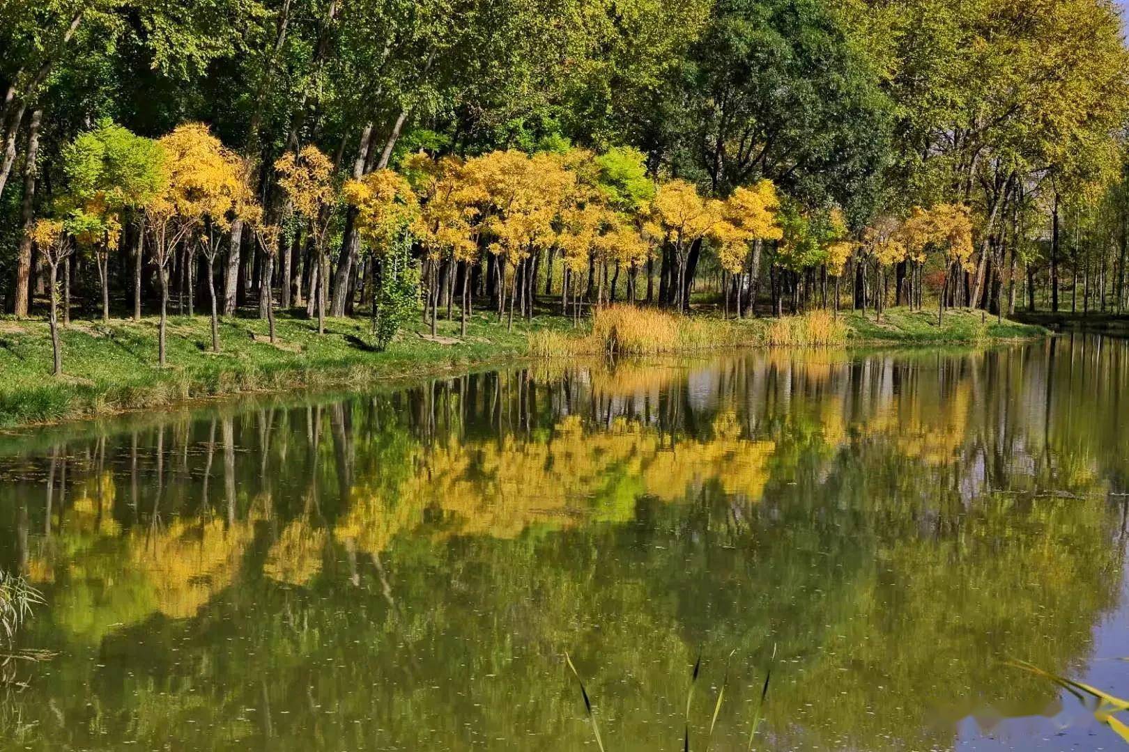 西宁湟水河湿地公园秋色宜人秋天的景色非常美丽