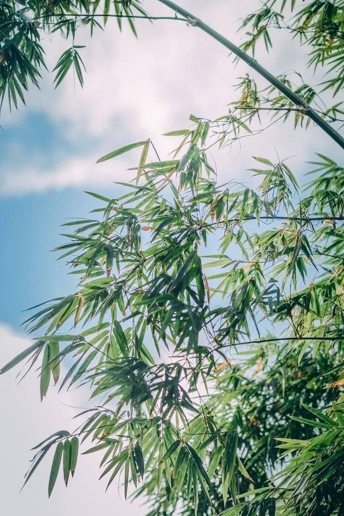 九首写竹诗词:愿你生活节节向上_竹子