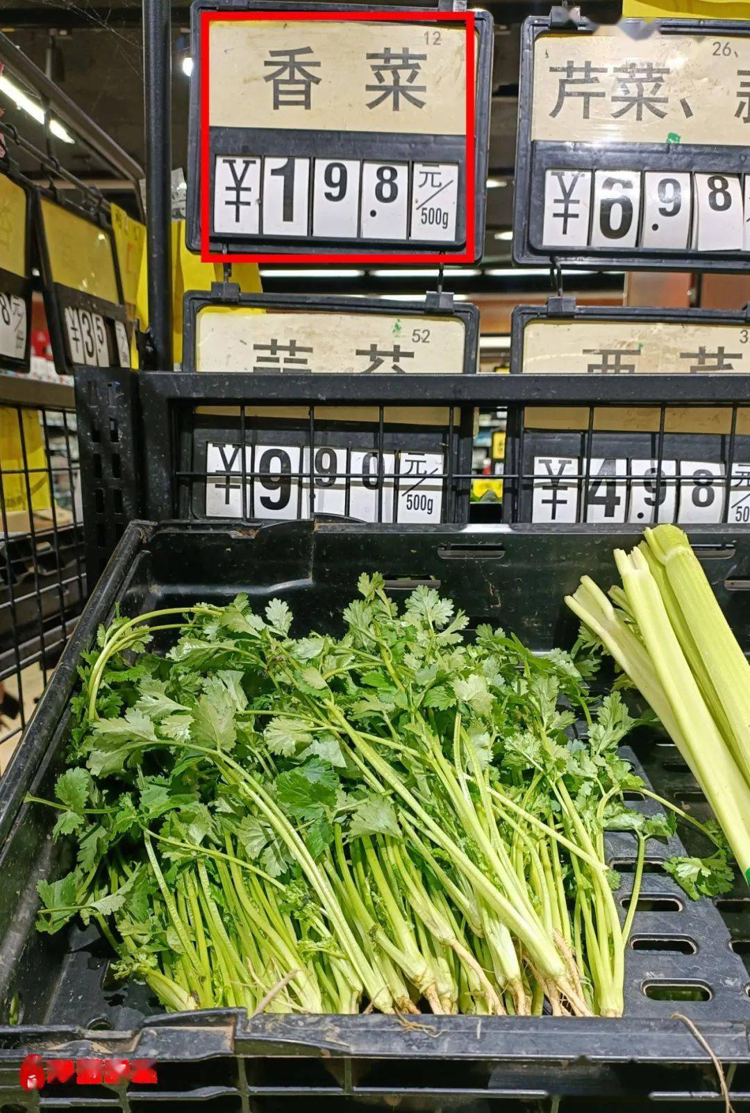 青菜不"轻",身价暴涨,博白盐西(芫茜)直逼20元/斤,瞬间不香了!
