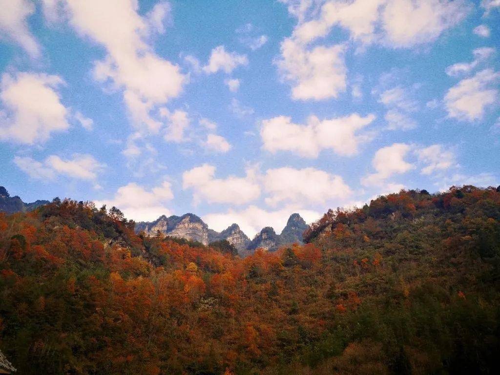 光雾山红叶 (南江县委宣传部供图)