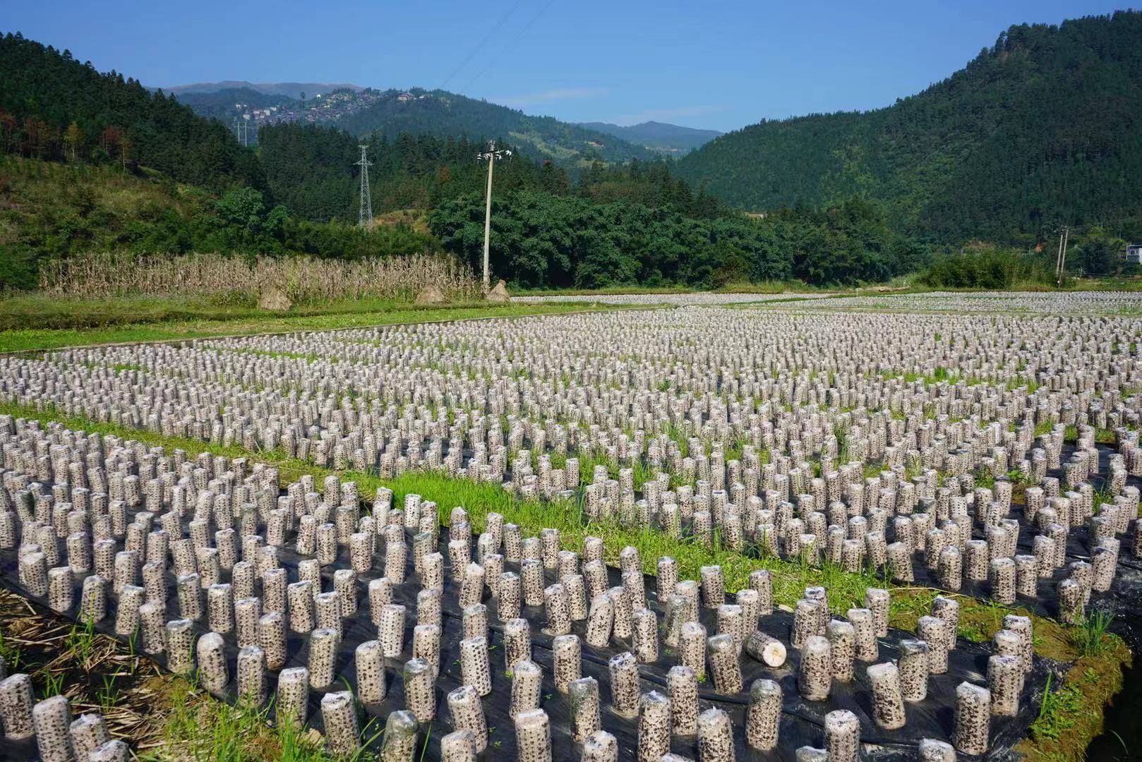 榕江县高旧村黑木耳菌棒管护忙