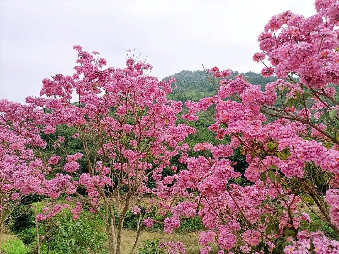 30日31日均已成行惠州周边惊现一大片花海粉色风铃木在山坡上竞相绽放