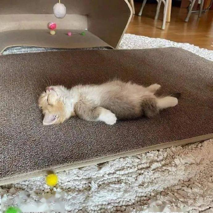 躺在地上的小奶猫好想吸一口