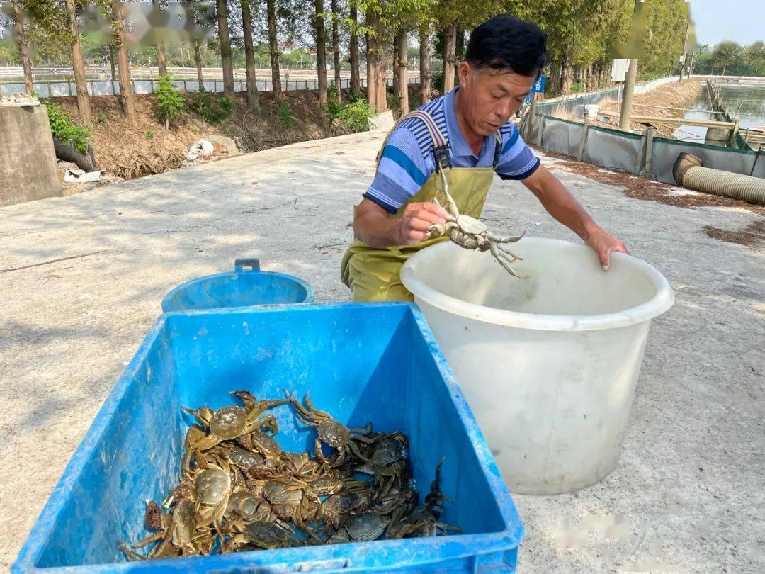 崇明清水蟹又夺"全国金奖"_养殖