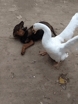 大鹅看到鹅蛋碎一地,路过小狗成背锅侠,被大鹅逮住一顿胖揍!