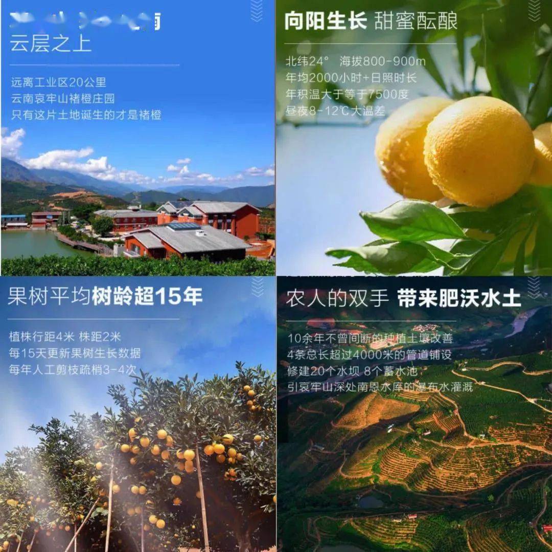褚橙的文案每个字都甜丝丝儿的