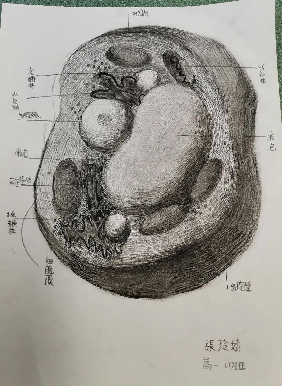 成都三十七中开展"制作真核细胞三维结构模型"实践活动_生物学_作品