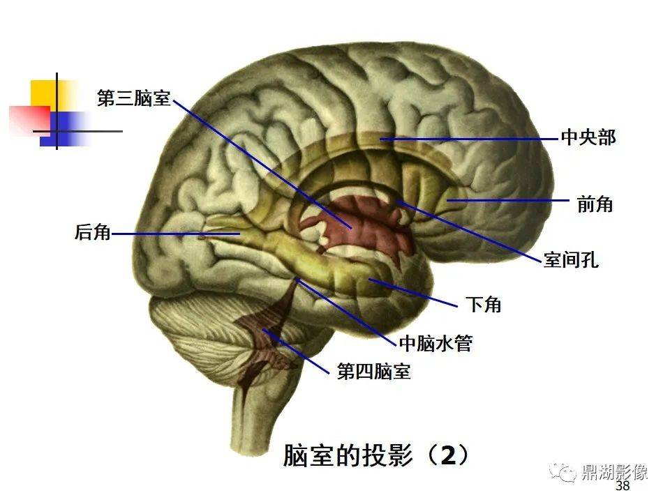 高清大脑解剖图谱