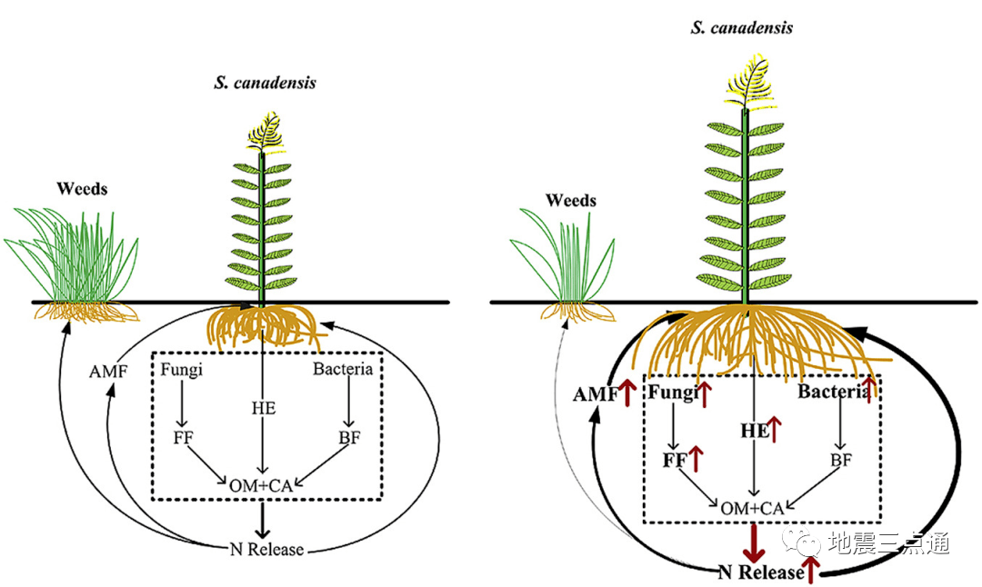 二倍体(图a)与多倍体(图b)植株根系发育及对周边杂草生长的作用比较