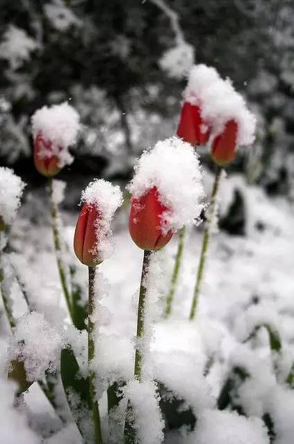 你听过《雪绒花》,但你见过真正的"雪绒花"?网友:柔情