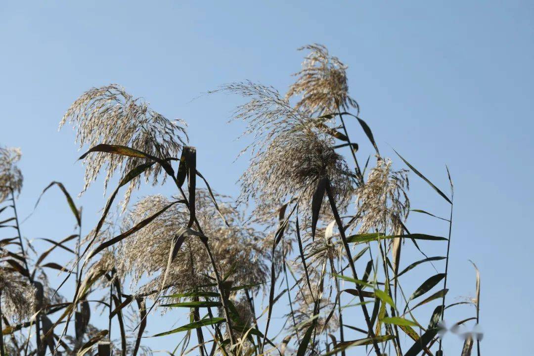 芒,荻,芦竹,斑茅,芦苇_分枝_白色_禾本科