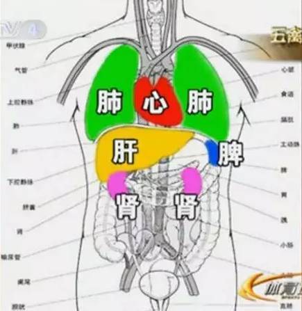 心,肝,脾,肺,肾逐个说,中医精华都在这儿!