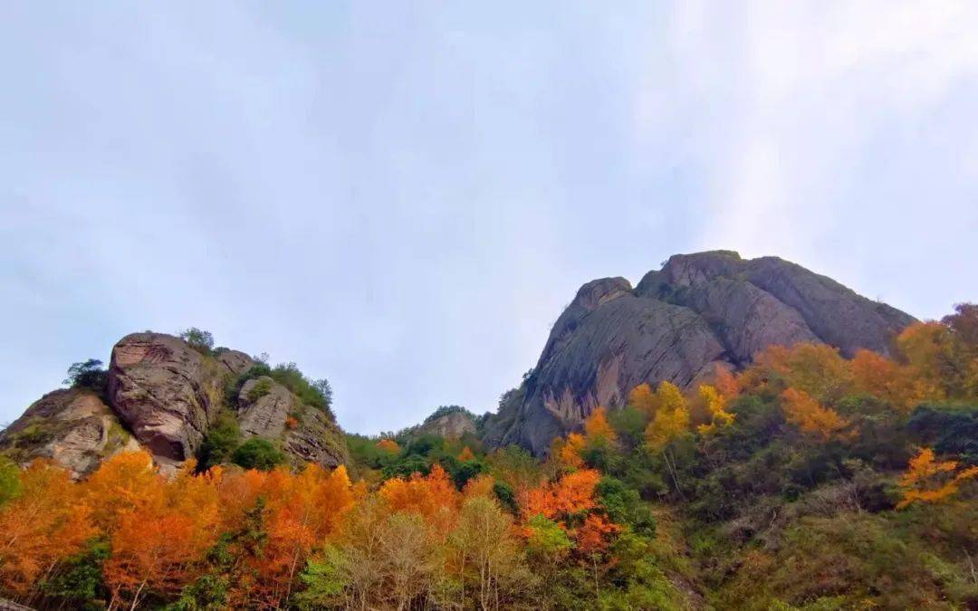 缙云岩门"枫"景如画!