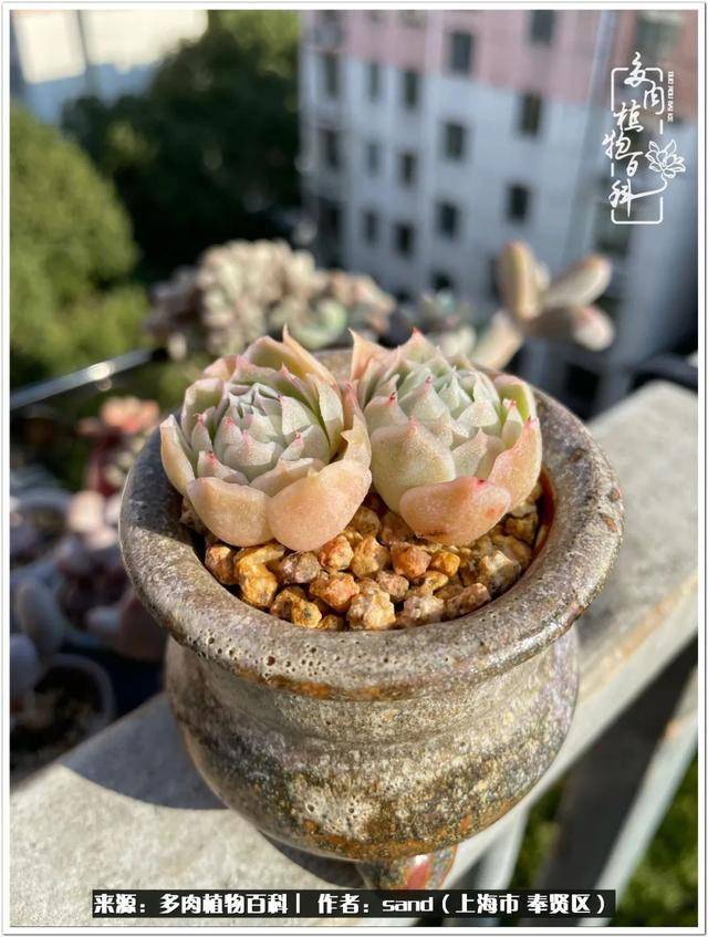 蓝丝绒