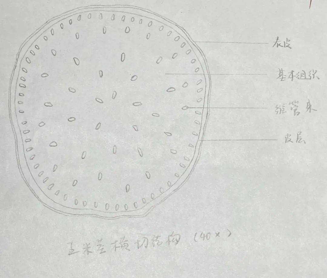 鸢尾根的初生结构